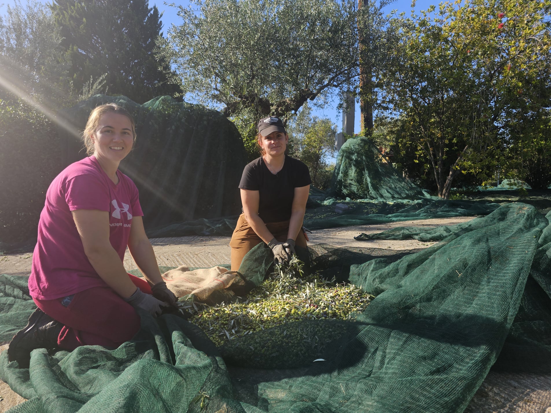 Ernte für Ne-vo Olivenöl